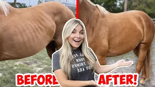 WHAT I FEED ALL MY HORSES! | How To Make a Horse Gain Healthy Weight Quick!