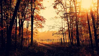 The Ambientalist - When Autumn Comes