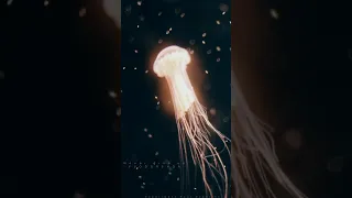 The incredible way this jellyfish goes back in time #shorts #vairal