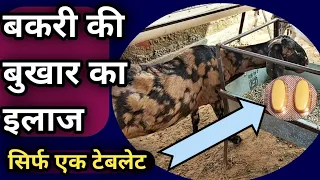 Bakri ki Bhukhar ka illaj Sirf ek Tablet se|| बकरी की बुखार का इलाज सिर्फ एक टेबलेट से