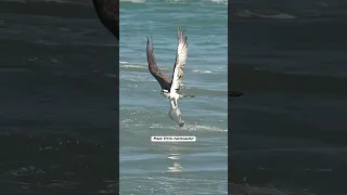 Amazing Osprey dives talon first into the ocean and grabs a huge flat flounder fish. #bird #fishing