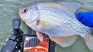 Fishing for 3LB CRAPPIE on Brush and Stumps with JIGS!
