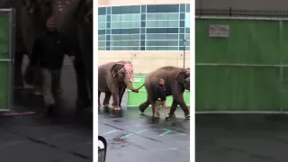 Circus Elephants