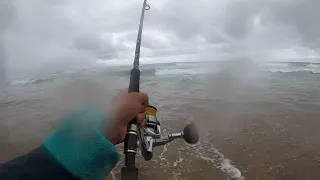 BLACKTIP KINGIES caught on BERKLEY JERKSHAD | SOFT PLASTICS FISHING | SPINNING KZN SOUTH COAST