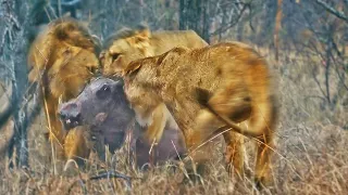 3 Lions Playing with Warthog Trying to Escape