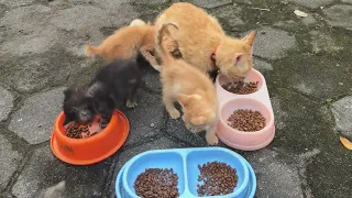 Adorable cats eat together 🥰 // cat lovers // Macawts Journey