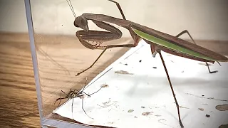 Praying Mantis VS Giant Mosquito