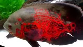 Tiger Oscar Green Terror Paroon Shark Blood Red Parrot