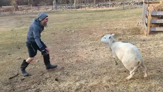 What To Do If A Ram Attacks!