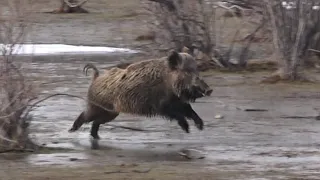 Suşehri'nde Muhteşem Bir Sürek Avı / An Amazing Chase Hunt in Anatolia/Suşehri