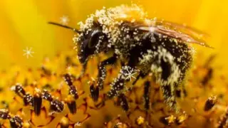 ПЧЕЛИНАЯ ПЫЛЬЦА ПОЛЬЗА |  цветочная пыльца польза и вред, пыльца как принимать, пыльца пчелиная