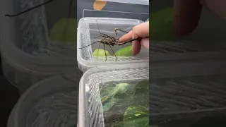 Giant Whipspider attacking my hand !