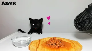 Kitten eating wet cat food ASMR