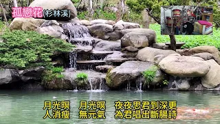 孤戀花24apr021  (桂花咖啡樂團) 聽歌 練歌  遊台灣  (杉林溪)