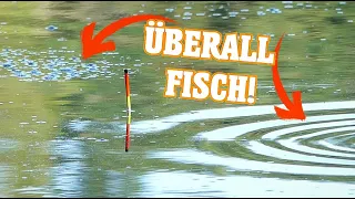 Meine POSE steht im FISCH! Da MUSS doch was gehen! Friedfisch Angeln