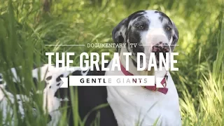 ALL ABOUT THE GREAT DANE THE K9 GENTLE GIANT
