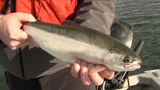 Basic Techniques for Trout Fishing in Washington