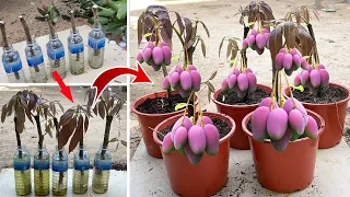 Simple Method Grafting Mango With Onion In A Water bottle,How to natural rooting hormone 100%