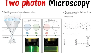 Two photon microscopy