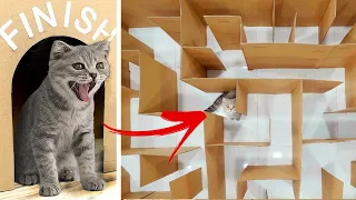 Funny Cats | GIANT Maze Labyrinth For Cat Kittens. Can They Exit? | Cat Challenge