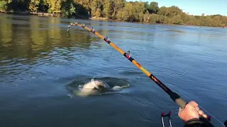 Tennessee River Giant Catfish