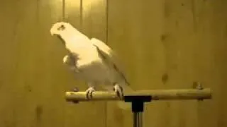 Bird Shakes His Tailfeather