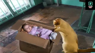 The mother cat found a baby abandoned in a box but she did smth amazing