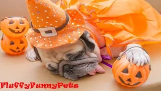 NEW fun on 🎃HALLOWEEN🎃 with ANIMALS 2019 / FUNNY VIDEO HALLOWEEN cats dogs - FluffyFunnyPets