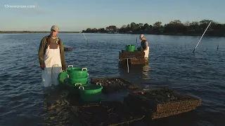 Oyster Farmers Struggle During the Pandemic