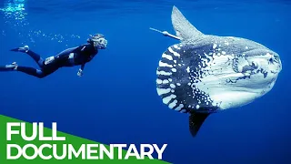 Naya Prajati ke Fish | Underwater Unique Fish | Big Ocean Fish | Full Documentary