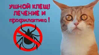 Ушной клещ у кошек! Лечение и профилактика! Проверьте своего питомца!