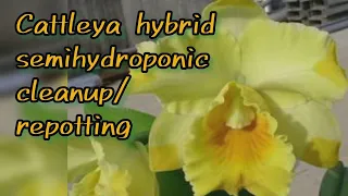 Cattleya hybrid semihydroponic cleanup and repot