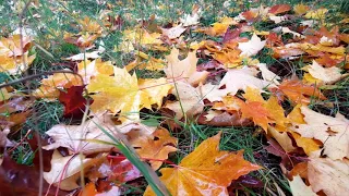 Футаж. Дождь, осенние листья, листья клёна / Footage. Rain, autumn leaves, maple leaves.