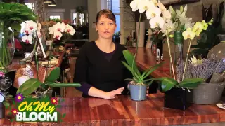How to properly care for Orchids