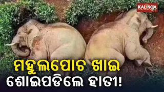 Two elephants get drunk after consuming Mahua jam in Keonjhar || KalingaTV