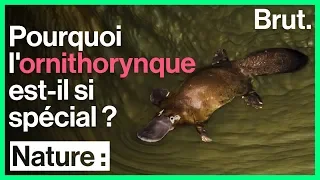 Voici l'un des mammifères les plus étranges du règne animal