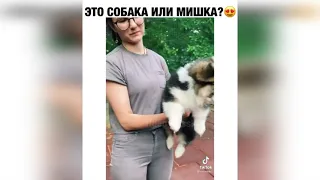 Лучшие приколы, Funny people, ТЕСТ НА ПСИХИКУ, BEST COUB Смешное