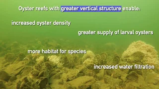 Underwater Science: Oyster Restoration at Harris Creek