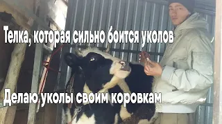 Делаю уколы своим коровкам