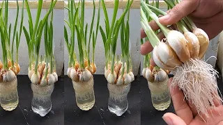 Trick to Quickly rooting | Growing Garlic in Plastic Bottles | How to grow garlic at home