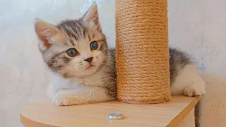 Kittens chasing each other and playing with their tails