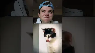 You laugh you Lose🤐🤣  *funny cats*