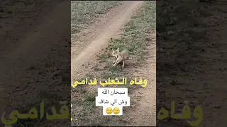 احتضار ثعلب بشكل عجيب