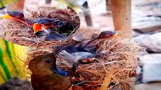 Garden sunbird Birds try to feed baby food#bird