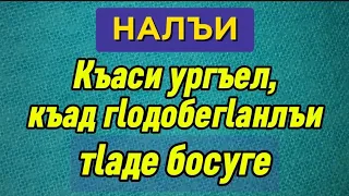 10.05.2024./ НАЛЪИ. Къаси ургъел, къад г1одобег1анлъи т1аде босуге.