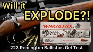 PERFECT .223 FOR DEER? 223 Remington Winchester Deer Season XP 64gr Ammo Test