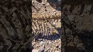 Encontramos huesos en el desierto