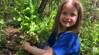 All about Garlic Mustard