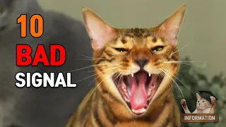 Cat Body language when Cat gets Angry Tip 10ㅣDino cat information