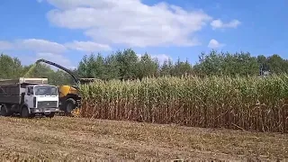 Уборка кукурузы на силос. New Holland FR и МАЗ.